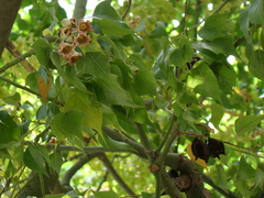 Brachychiton populneus