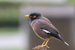 Acridotheres tristis