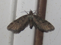 Eupithecia jejunata