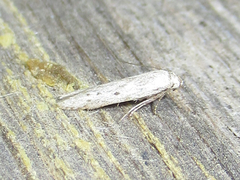 Haplochrois bipunctella