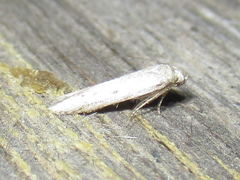 Haplochrois bipunctella