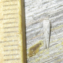 Haplochrois bipunctella