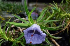 Nesocodon mauritianus