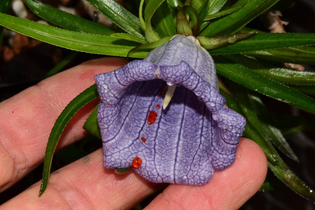 Nesocodon mauritianus