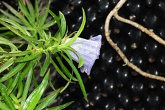 Nesocodon mauritianus