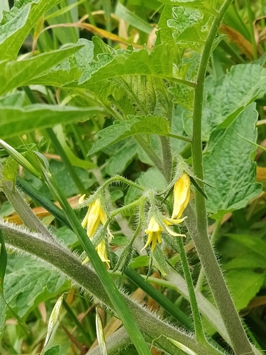 Solanum lycopersicum image