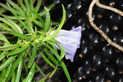 Nesocodon mauritianus