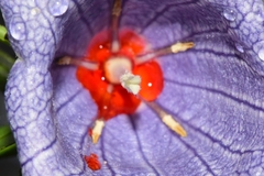 Nesocodon mauritianus