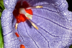 Nesocodon mauritianus