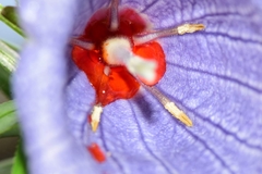 Nesocodon mauritianus