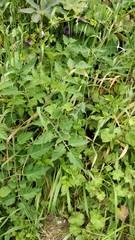 Solanum lycopersicum image