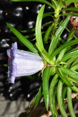 Nesocodon mauritianus