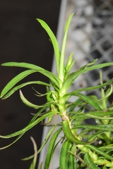 Nesocodon mauritianus