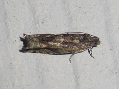 Pseudexentera haracana