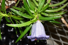 Nesocodon mauritianus