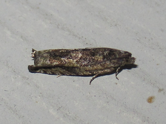 Pseudexentera haracana