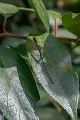 Rhyssella nitida
