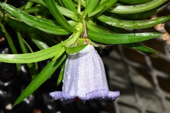 Nesocodon mauritianus