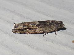 Pseudexentera haracana