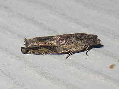 Pseudexentera haracana