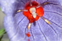 Nesocodon mauritianus