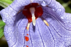 Nesocodon mauritianus