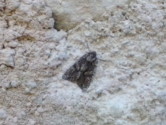 Dryobotodes tenebrosa