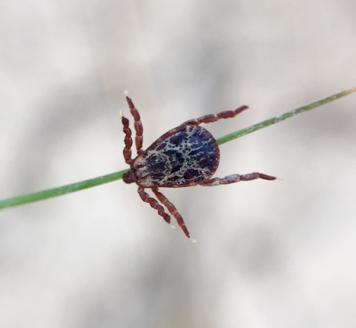 Rocky Mountain Wood Tick