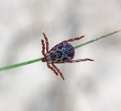 Dermacentor andersoni