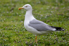 Larus michahellis