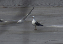 Larus canus