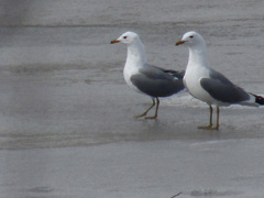 Larus canus