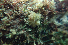 Aquilonastra anomala