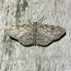 Idaea violacearia