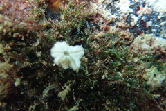 Aquilonastra anomala