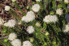 Agathosma gonaquensis