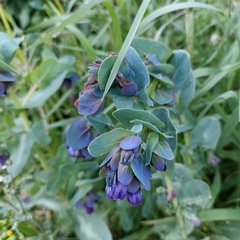 Cerinthe