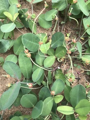 Euphorbia ipecacuanhae
