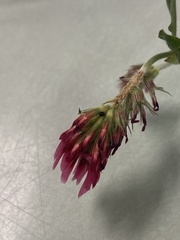 Trifolium incarnatum