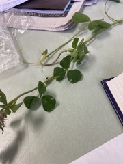 Trifolium incarnatum