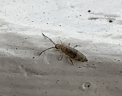 Willowsia nigromaculata