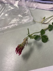 Trifolium incarnatum
