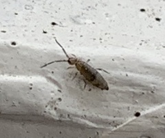 Willowsia nigromaculata