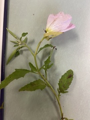 Oenothera speciosa