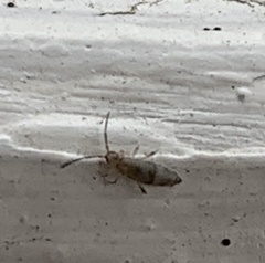 Willowsia nigromaculata