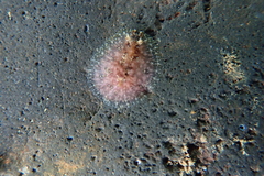 Dolabrifera dolabrifera