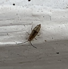 Willowsia nigromaculata