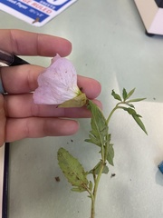 Oenothera speciosa