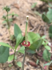 Euphorbia ipecacuanhae