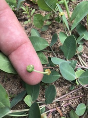 Euphorbia ipecacuanhae